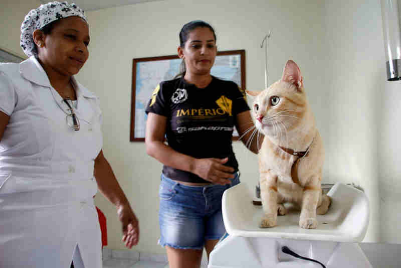 Agendamento para castração gratuita de cães e gatos em Manaus (AM) recomeça em dezembro