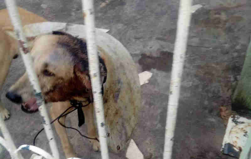 Cão é abandonado em casa que está à venda em Manaus, AM