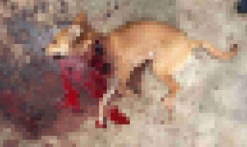 Briga entre vizinhos termina com homem matando cachorra, em Manaus, AM