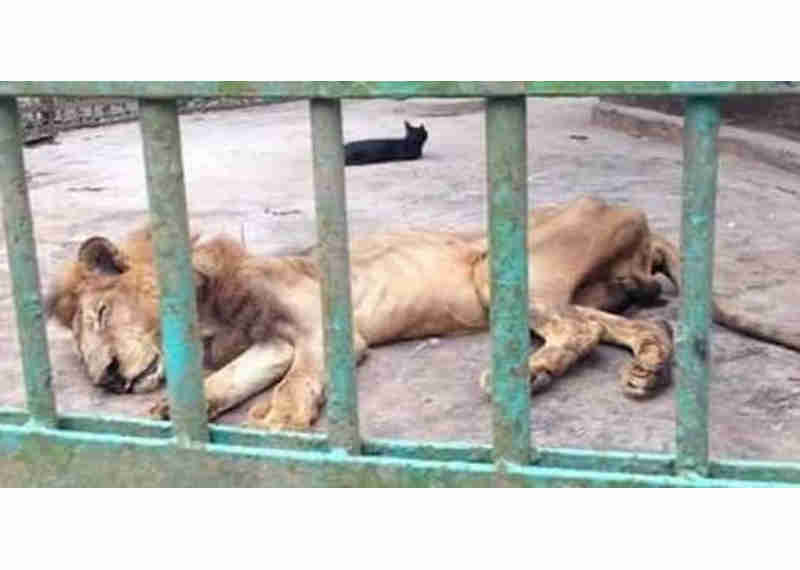 Petição para salvar este leão esquelético do zoo de Bangladesh