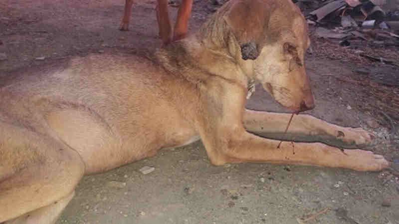 ONG volta a acusar prefeitura de maus-tratos e abandono de animais em Livramento, BA