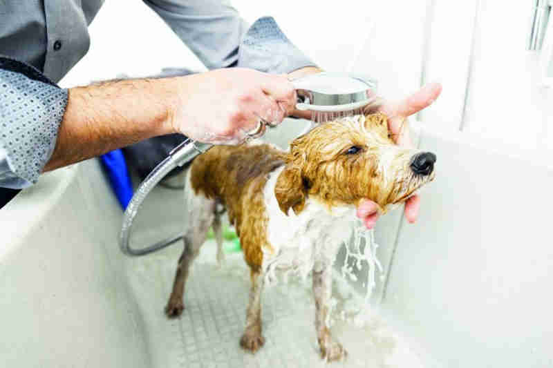Banho demais pode prejudicar a saúde dos animais