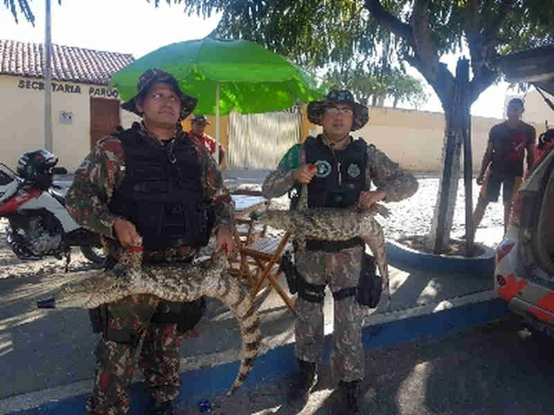 Três jacarés são resgatados em criadouro clandestino no Ceará