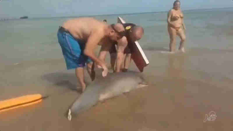 Golfinho com barbatana amputada é achado morto na Praia de Iracema, em Fortaleza, CE