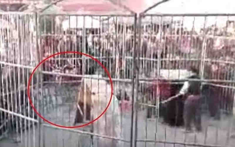 Vídeo: Tigre foge de jaula em circo e ataca duas crianças