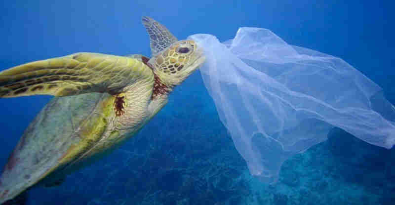 Poluição também afeta animais que vivem nas profundezas do oceano
