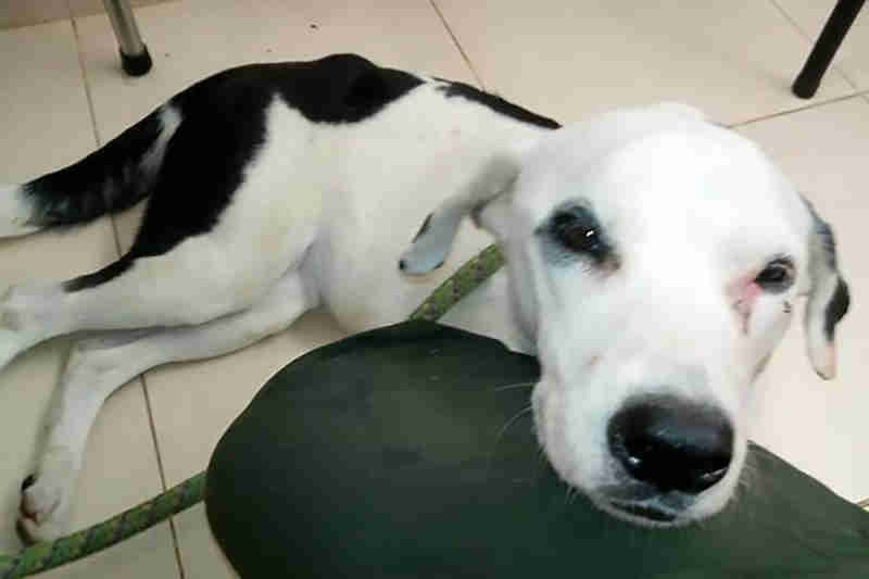 Cachorra morre de “coração partido” após ser abandonada em aeroporto