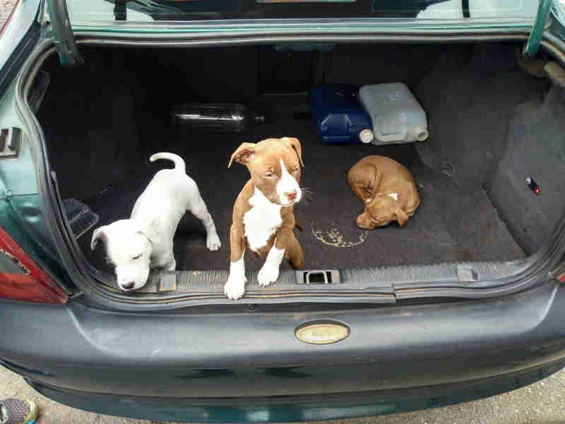 Cães são vendidos dentro de porta-malas em feira no DF; vendedores foram detidos