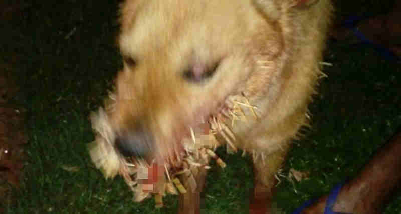 Cão se fere com mais de 50 espinhos após briga com animal silvestre