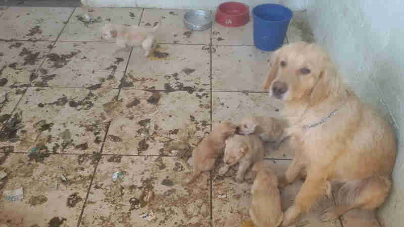 Tutora de cães abandonados no Guará, no DF, perde a ‘guarda’ dos animais