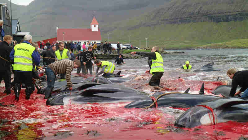 Patrulha de ONG mostra matança de golfinhos e baleias em ilhas da Dinamarca