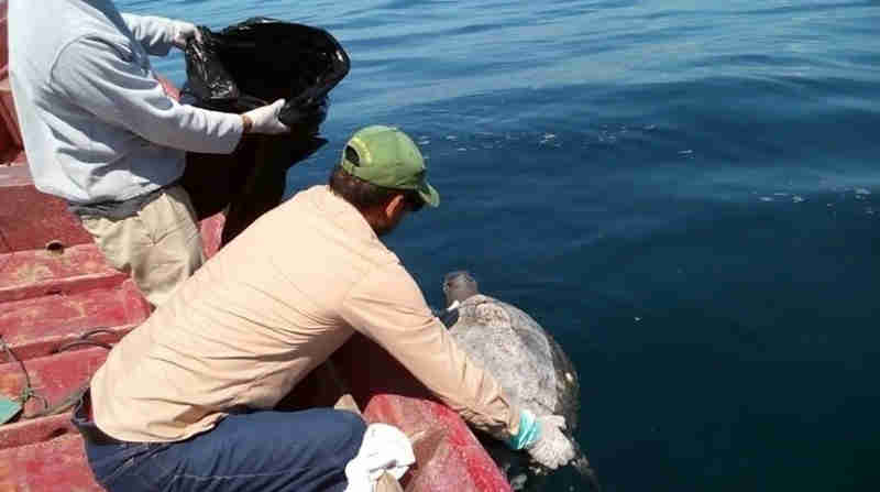 Mais de 300 tartarugas são encontradas mortas na costa de El Salvador