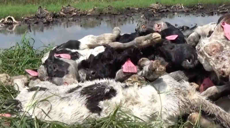EUA: Nova fazenda de vacas leiteiras da Flórida é acusada de maus-tratos a animais