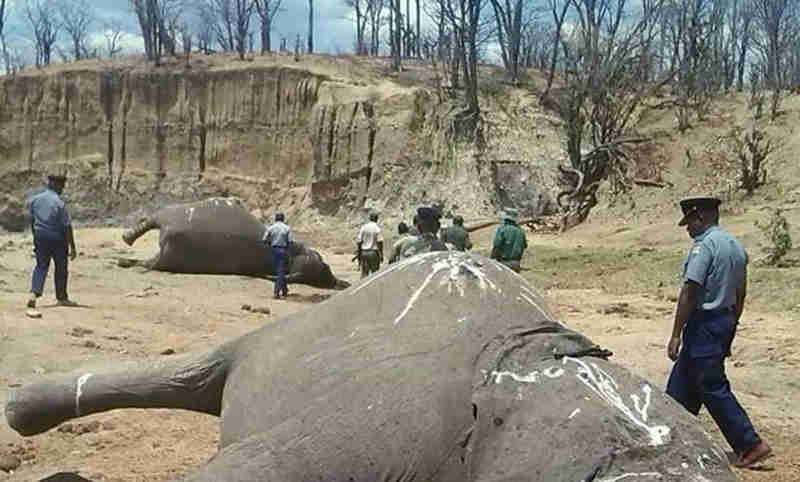 Governo Trump derruba decisão de Obama e libera importação de troféus de caça de elefantes