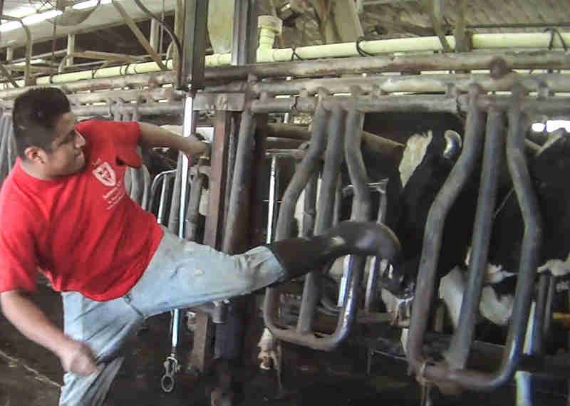 Denúncia de tortura a animais em fazenda dos EUA viraliza na internet