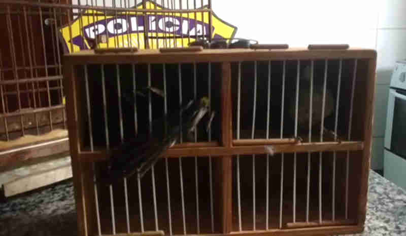 PRF prende homem transportando pássaros silvestres em Jataí, GO