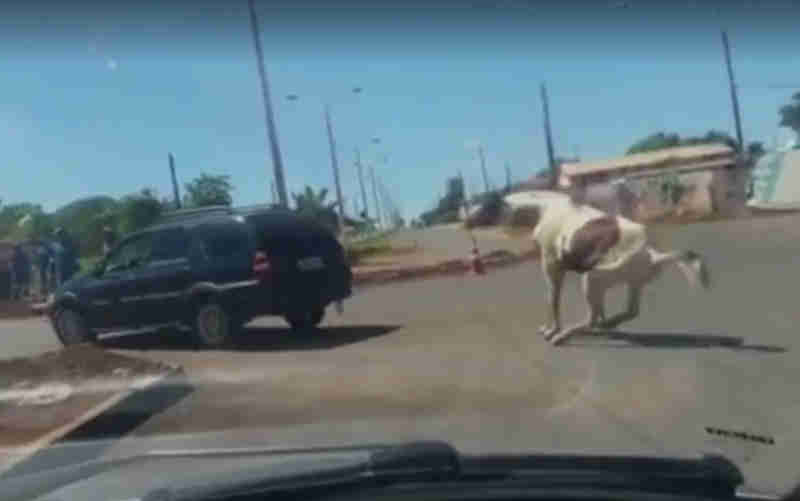 Polícia apura vídeo de cavalo sendo puxado por carro em Luziânia, GO