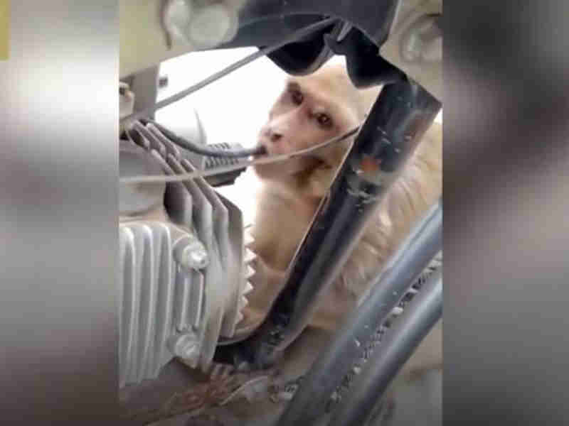 Vídeo: Macaco viciado rouba gasolina de motos na Índia