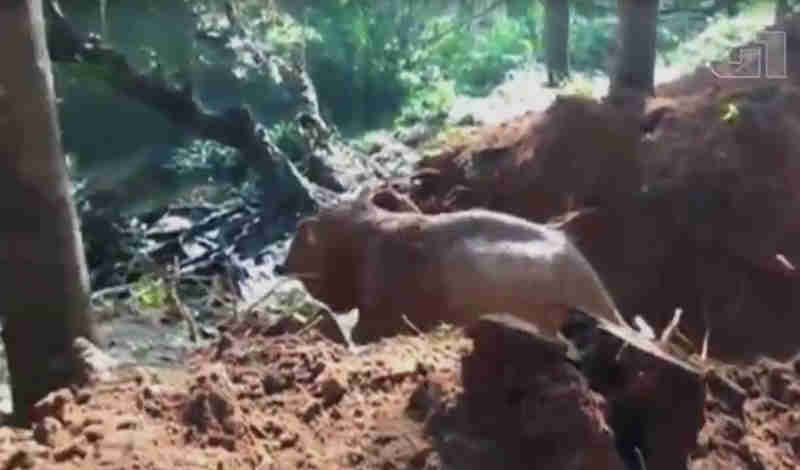 Elefante é resgatado da lama após 5 horas de operação da Índia; veja vídeo
