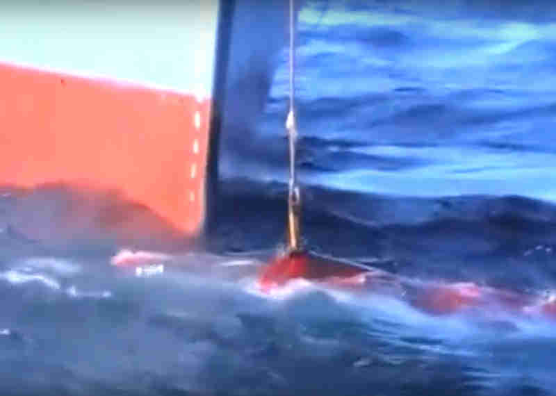 ONG divulga vídeo impactante de pescadores japoneses matando baleias