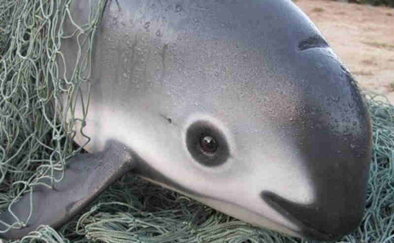 Vaquita marinha capturada para salvar a espécie morre nas mãos de cientistas