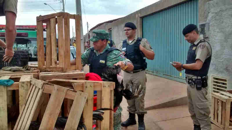PM flagra rinha de galo em Patos de Minas (MG) e participantes são detidos