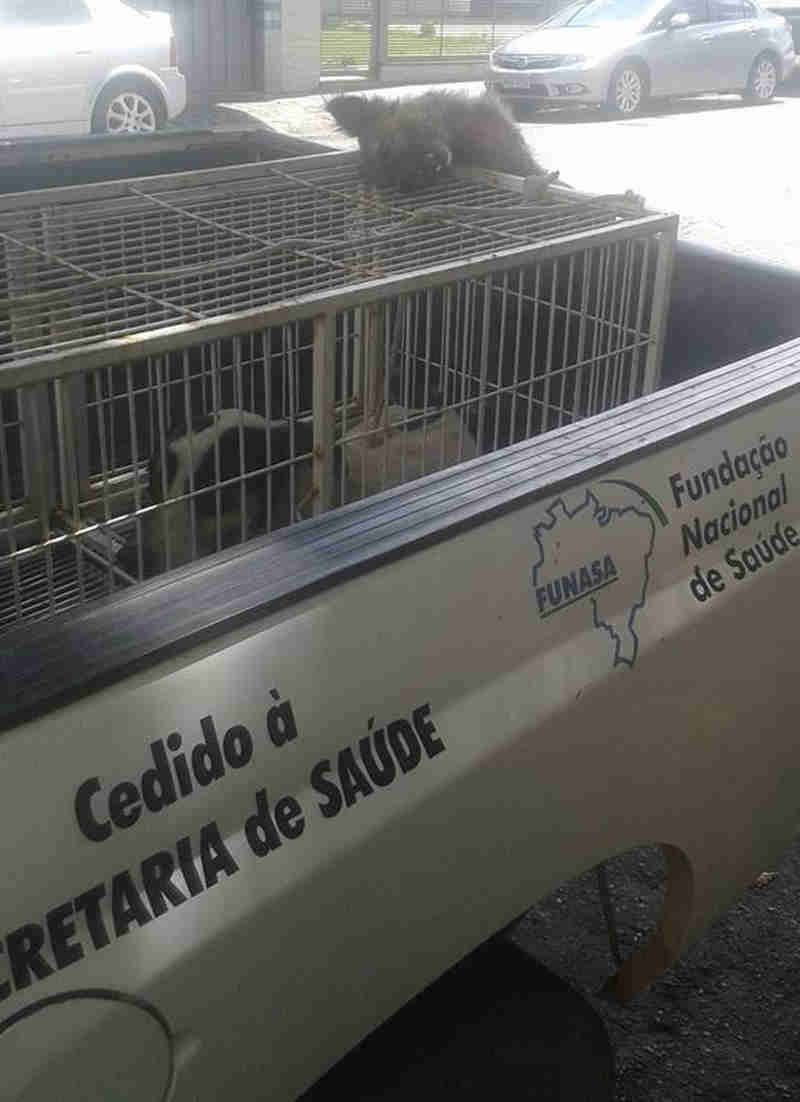 Mulher denuncia maus-tratos a cães em Divinópolis (MG); Prefeitura diz que alguns animais seriam eutanasiados
