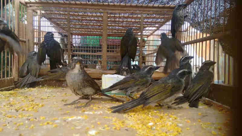 Mulher é presa com mais de 60 aves em Montes Claros (MG) e polícia suspeita de tráfico de pássaros