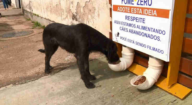 Ideia de restaurante para cães fez sucesso em Pouso Alegre (MG). (Foto: Reprodução/EPTV)