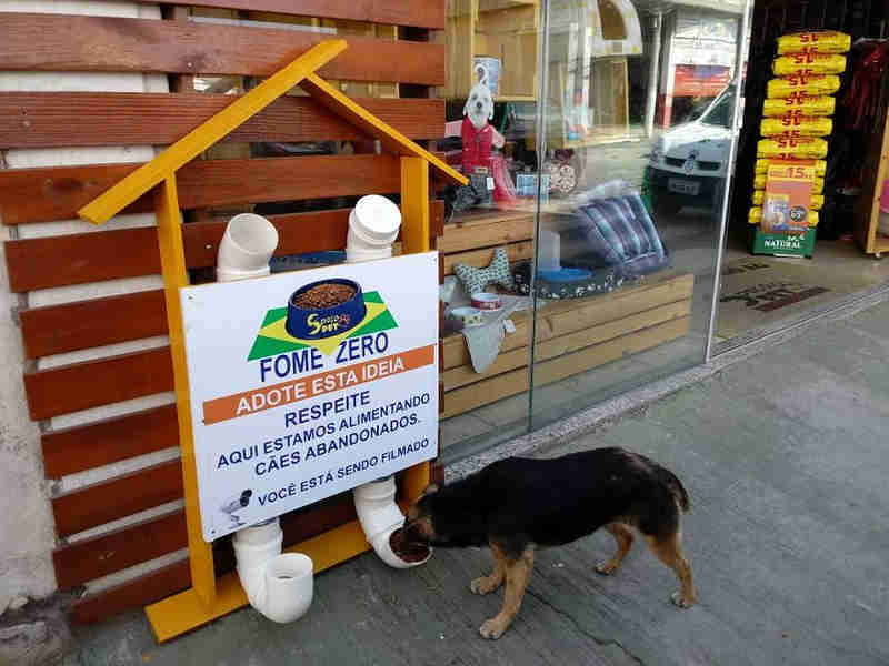 Comerciante cria restaurante popular para cães de rua em MG