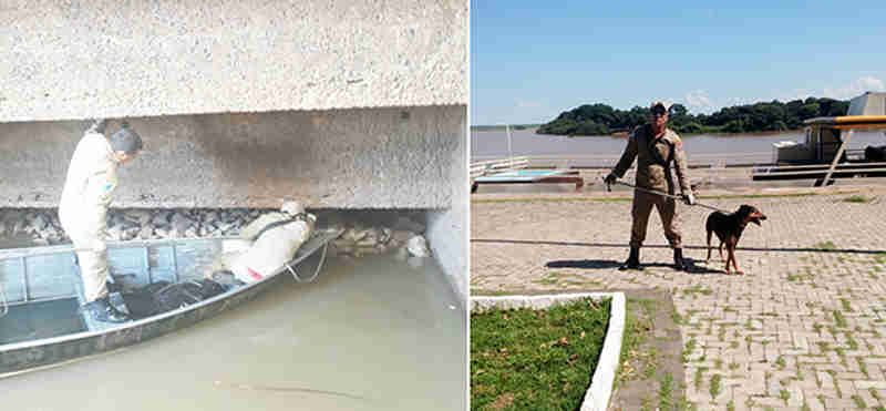 Bombeiros resgatam cão que havia se abrigado embaixo do caís após cair no Rio Paraguai