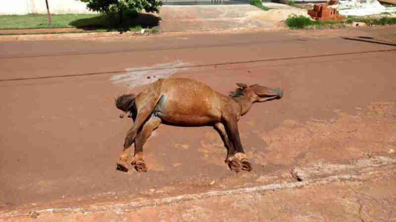 Cavalo morre de exaustão após sofrer maus-tratos em Dourados, MS