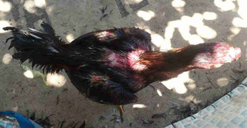 Aves apreendidas em rinha de galo em Ribas do Rio Pardo (MS) estão mutiladas, diz polícia
