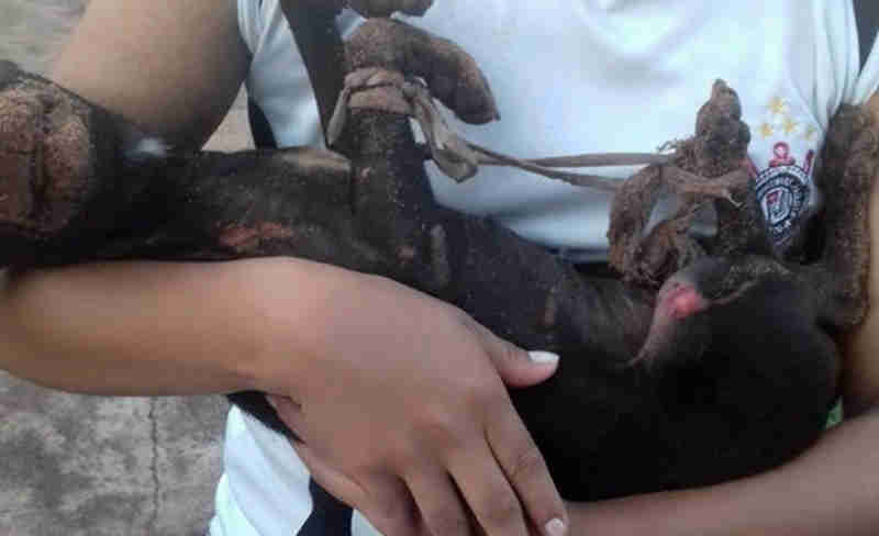 Cadela morre após ser achada com as patas amarradas e queimadas