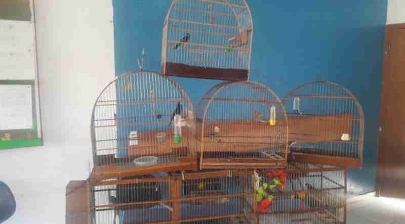 Idoso é multado em R$ 13 mil por manter aves em cativeiro ilegalmente em MS