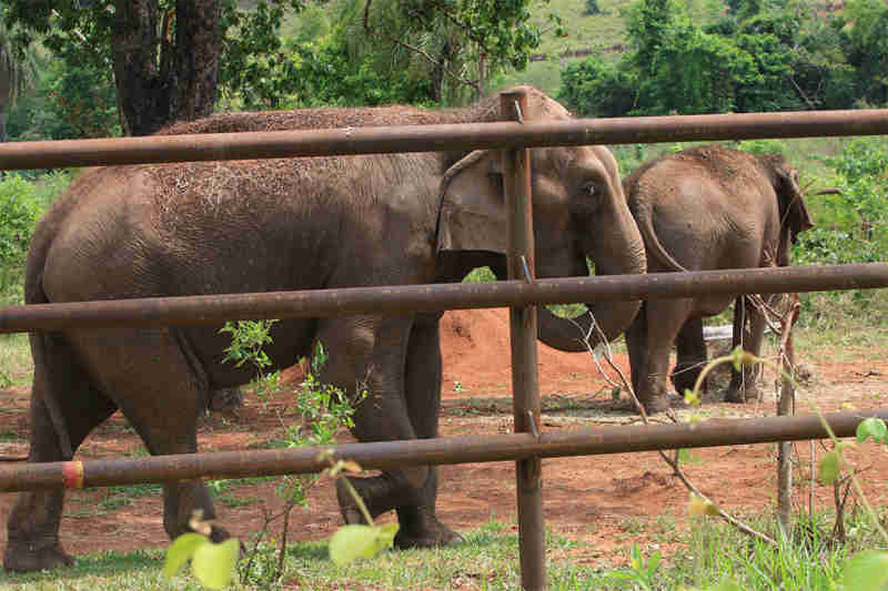 Santuário dá nova vida a elefantes, mas sofre com falta de verba