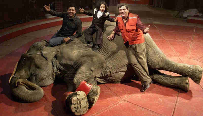 ONG faz campanha para transferir elefanta resgatada em circo no Chile para santuário em MT