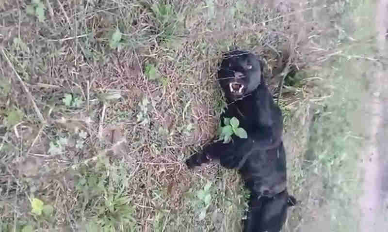 Vídeo mostra onça-pintada negra amarrada e ameaçada de morte por fazendeiros; veja