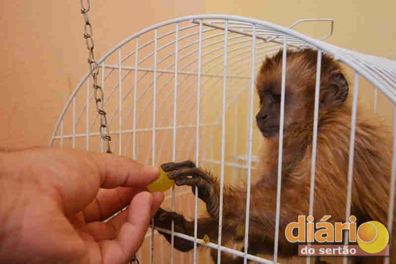 VÍDEO: Após denúncia, coordenadora de Zoonoses resgata macaco em situação de maus-tratos em Cajazeiras, PB