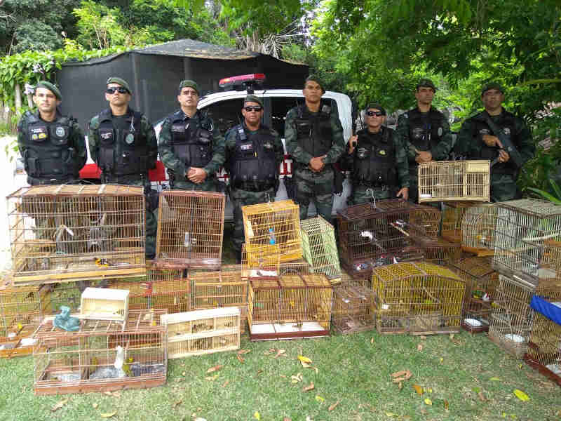 Polícia desarticula esquema de tráfico animais na PB e detém 7 pessoas na PB