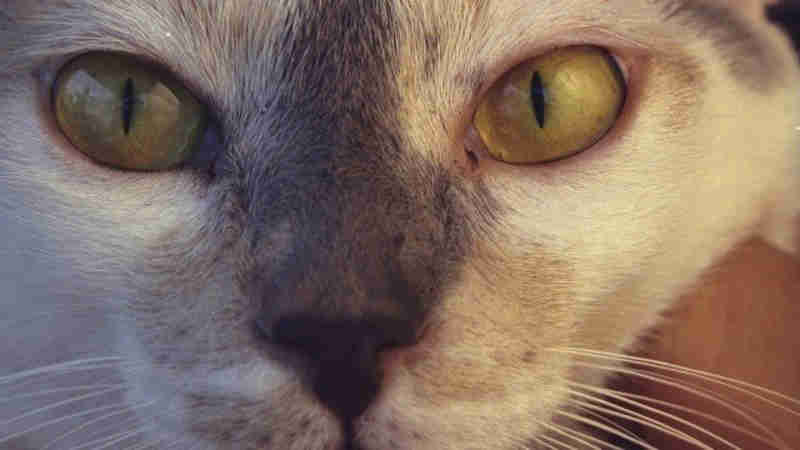 Homem é condenado a dois anos de prisão e pagamento de multa por matar gato no Peru