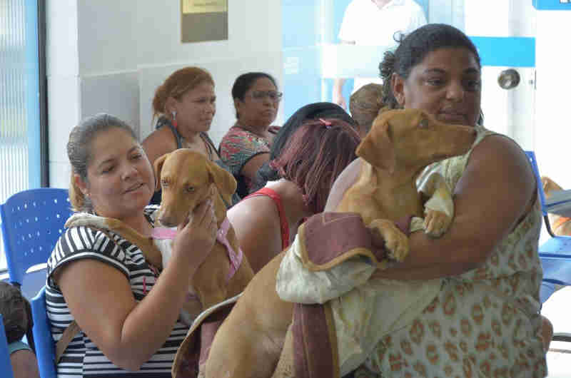 Hospital Veterinário do Recife abre agendamentos para castração de cães e gatos em novembro