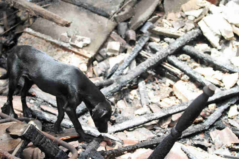 Incêndio atinge casa onde estavam 30 cachorros no Recife, PE