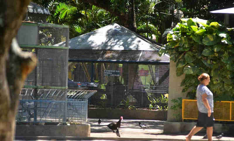 Ministério Público pede fim do minizoo do Parque 13 de Maio, em Recife, PE