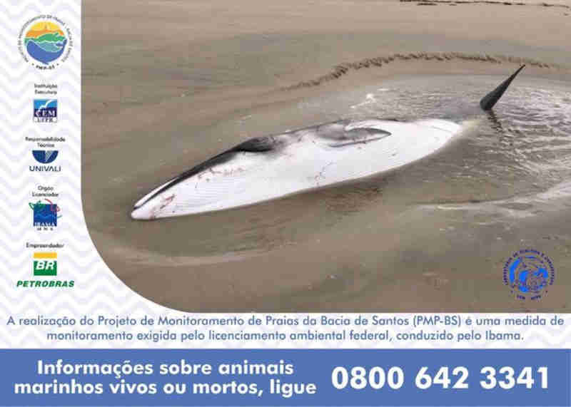 Baleia morre depois de encalhar na Ilha do Mel