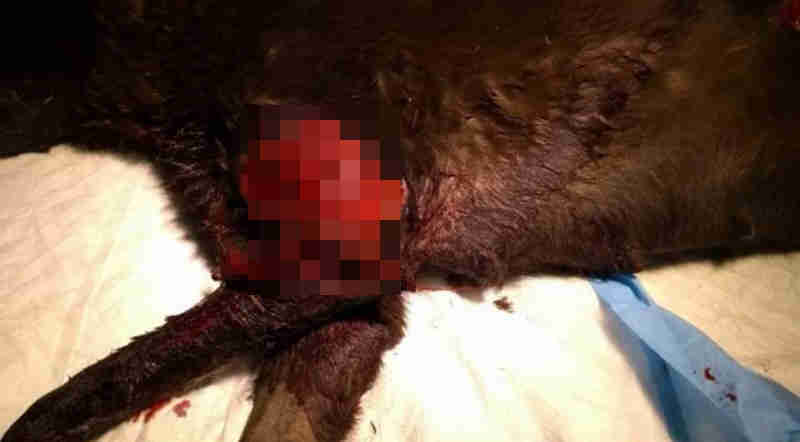 Servidor público é acusado de mutilar cadela, que terá perna amputada