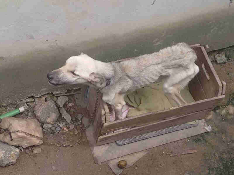 Cadela e gata extremamente subnutridas são resgatadas em Barra Mansa, RJ