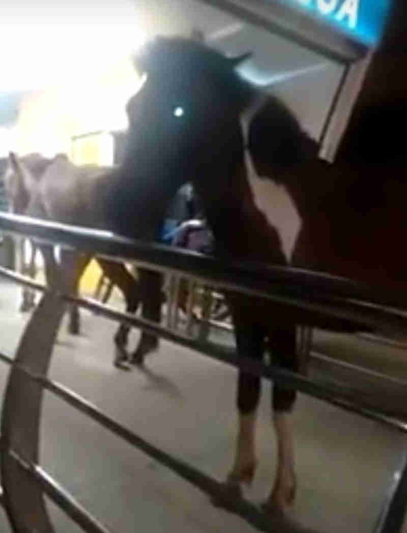 Homem tenta embarcar com cavalos em ônibus do BRT na Zona Oeste do Rio