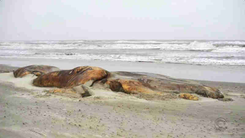Pesquisadores investigam causa da morte de cinco baleias encontradas no Litoral Sul do RS