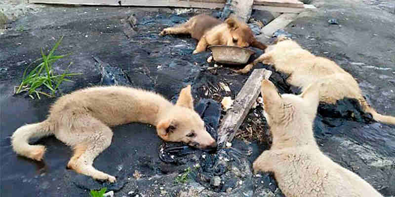 Cães são encontrados entalados em poço cheio de piche após dias sem comida e bebida